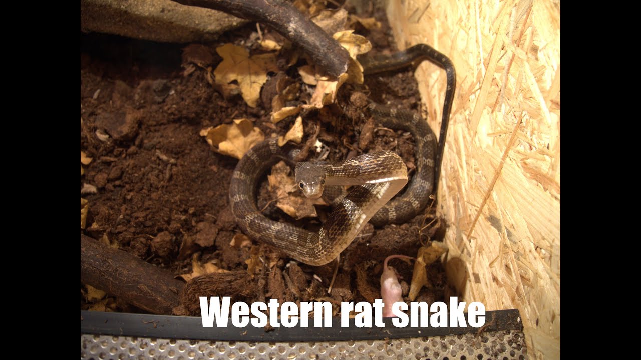 Western Rat Snake - (Pantherophis obsoletus) - Užovka černá