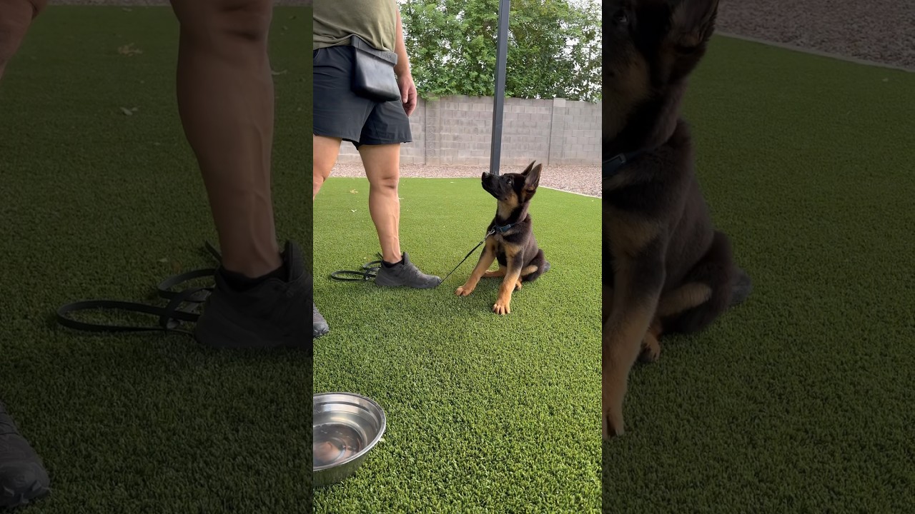 How to start teaching your dog to be patient and wait.