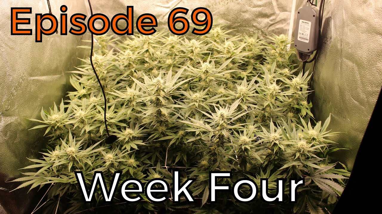 Spider Farmer | VeryCherry GodBud - Week 4 Flower - Ep. 69