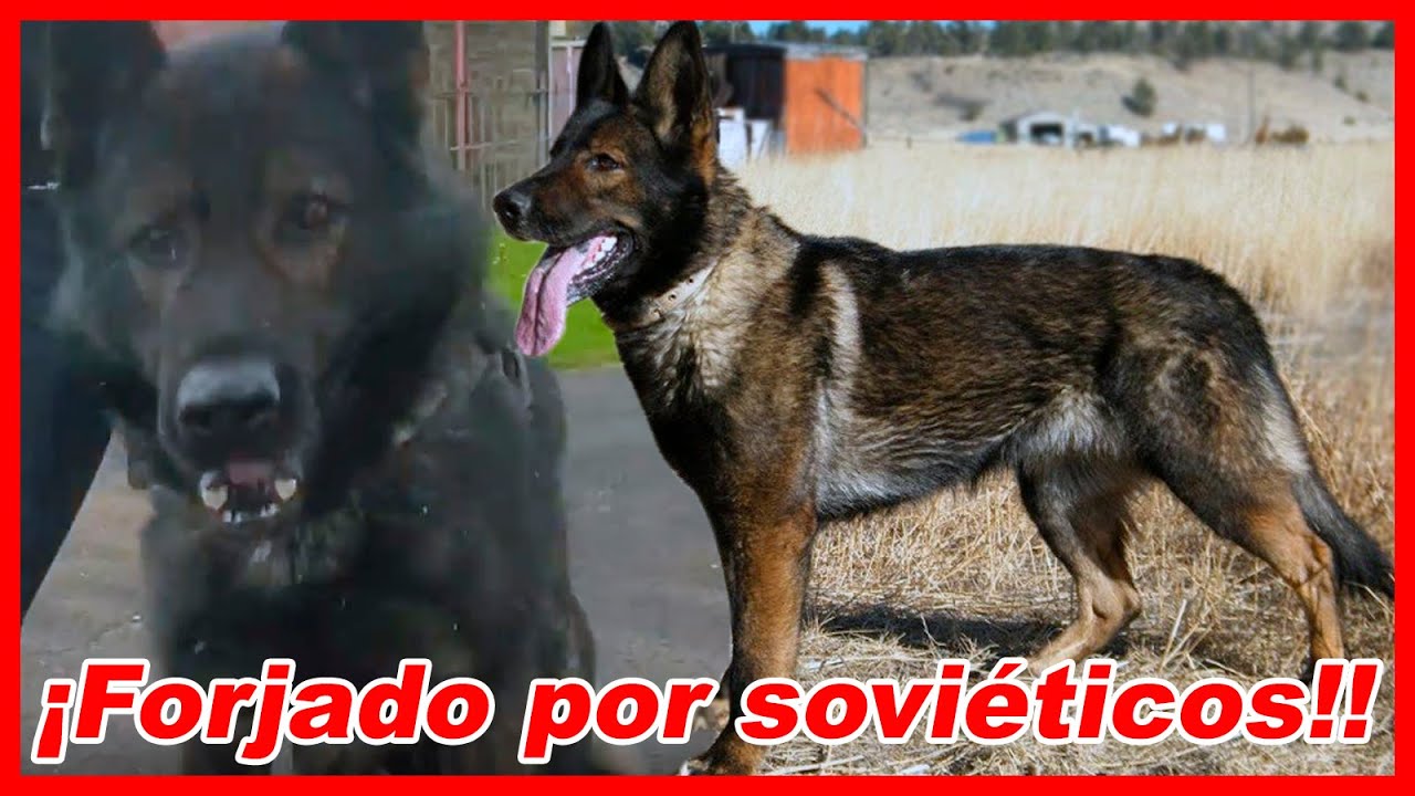 Aún EXISTE el feroz perro militar DDR Pastor Alemán