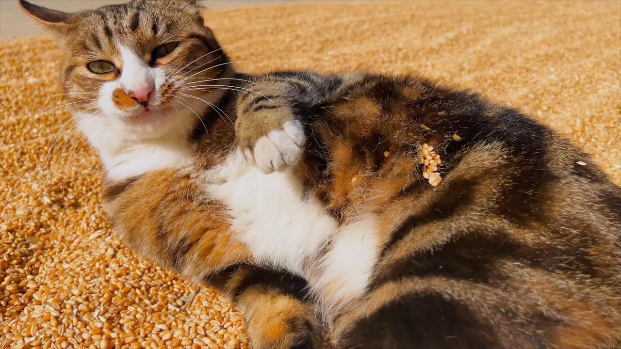晒粮食顺便把猫也晒了