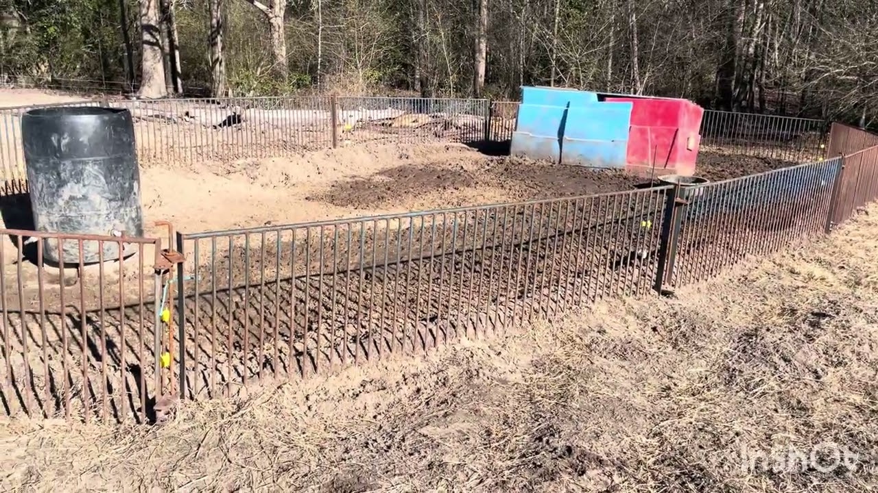 Pastured piglet escape!