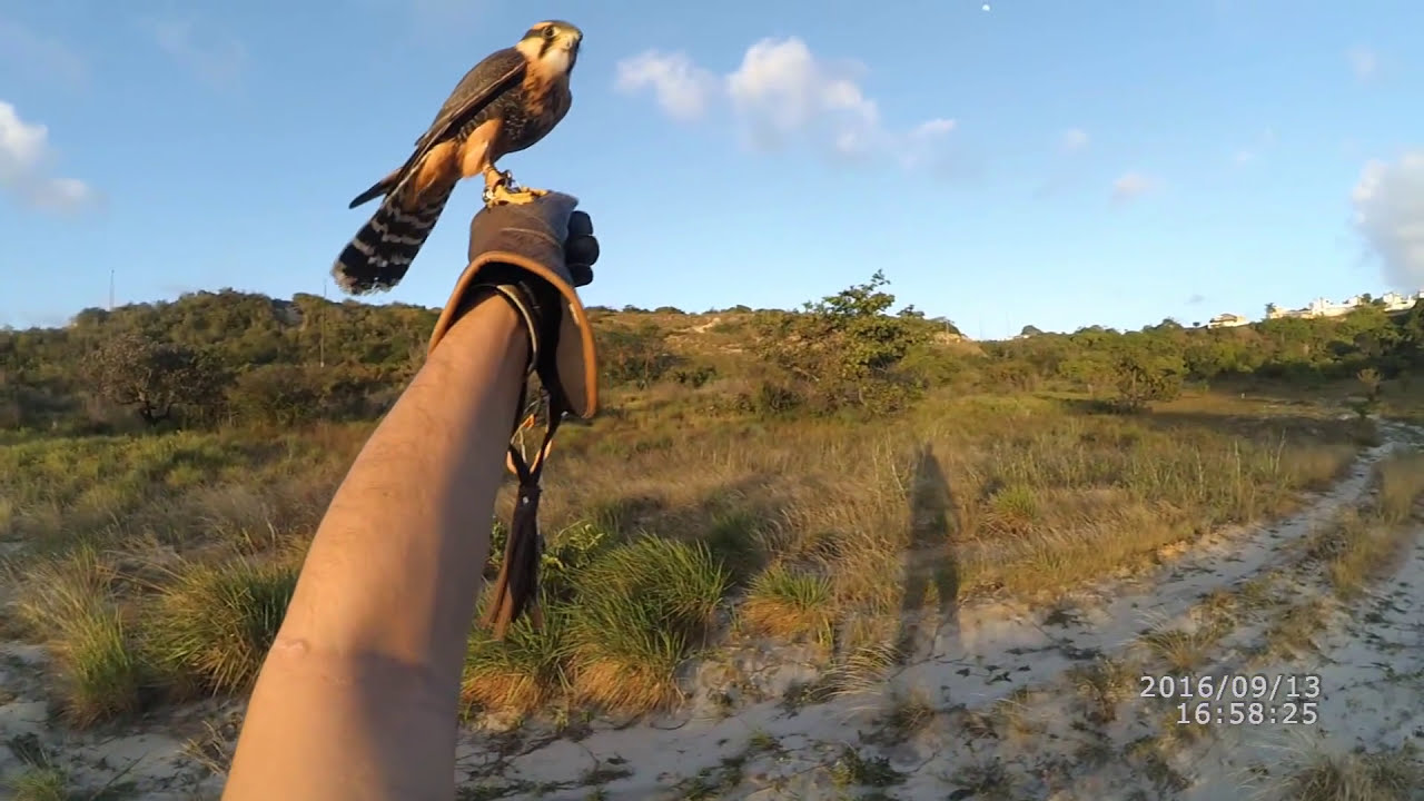 Falcoaria com Falcão-de-coleira (Aplomado Falcon)