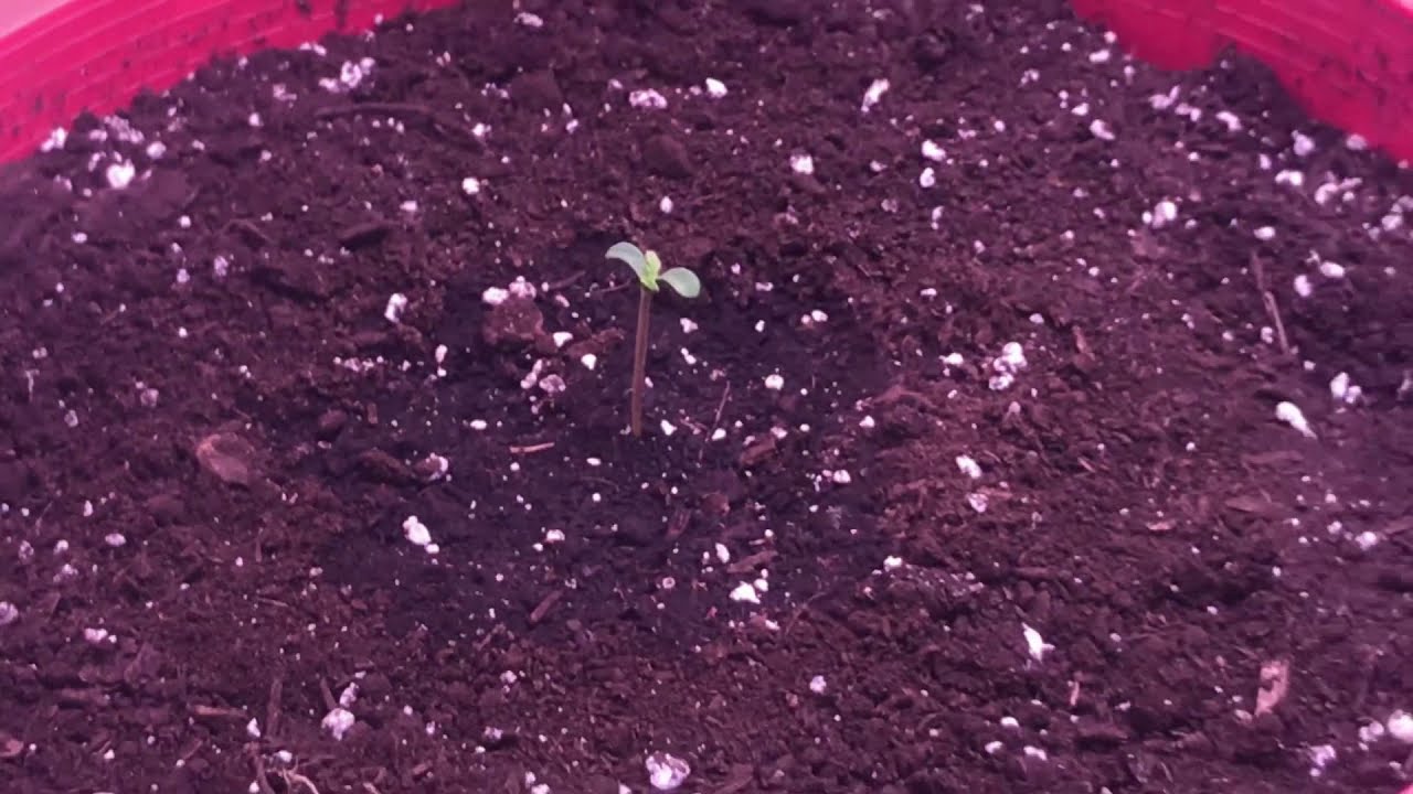 Day 2  Auto Flower White Widow Crop King Seeds + Cannabis closet grow update March 6 2021