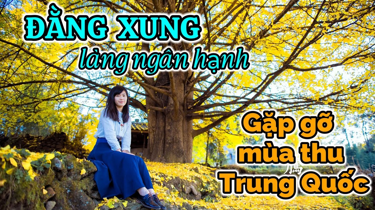 DU LỊCH TRUNG QUỐC: Làng ngân hạnh, gặp gỡ mùa thu TQ (Đằng Xung ph2) [4K]