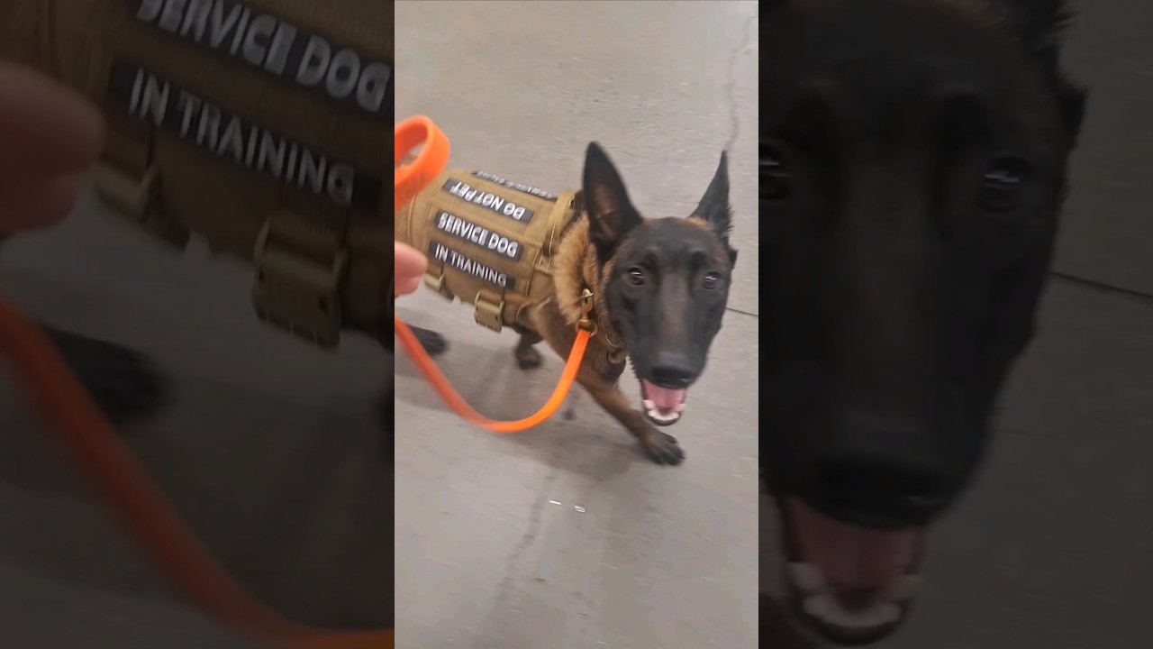 Belgian Malinois puppy service dog training. Charlie day 8. 