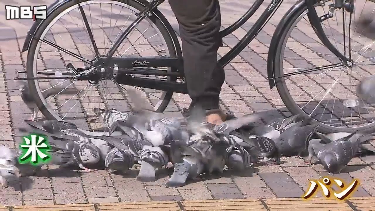 駅前がハトの糞だらけ！米やパンをばら撒く身勝手な人たち...『餌やり行為』に打つ手は？【徹底取材憤マン】（2020年7月13日）