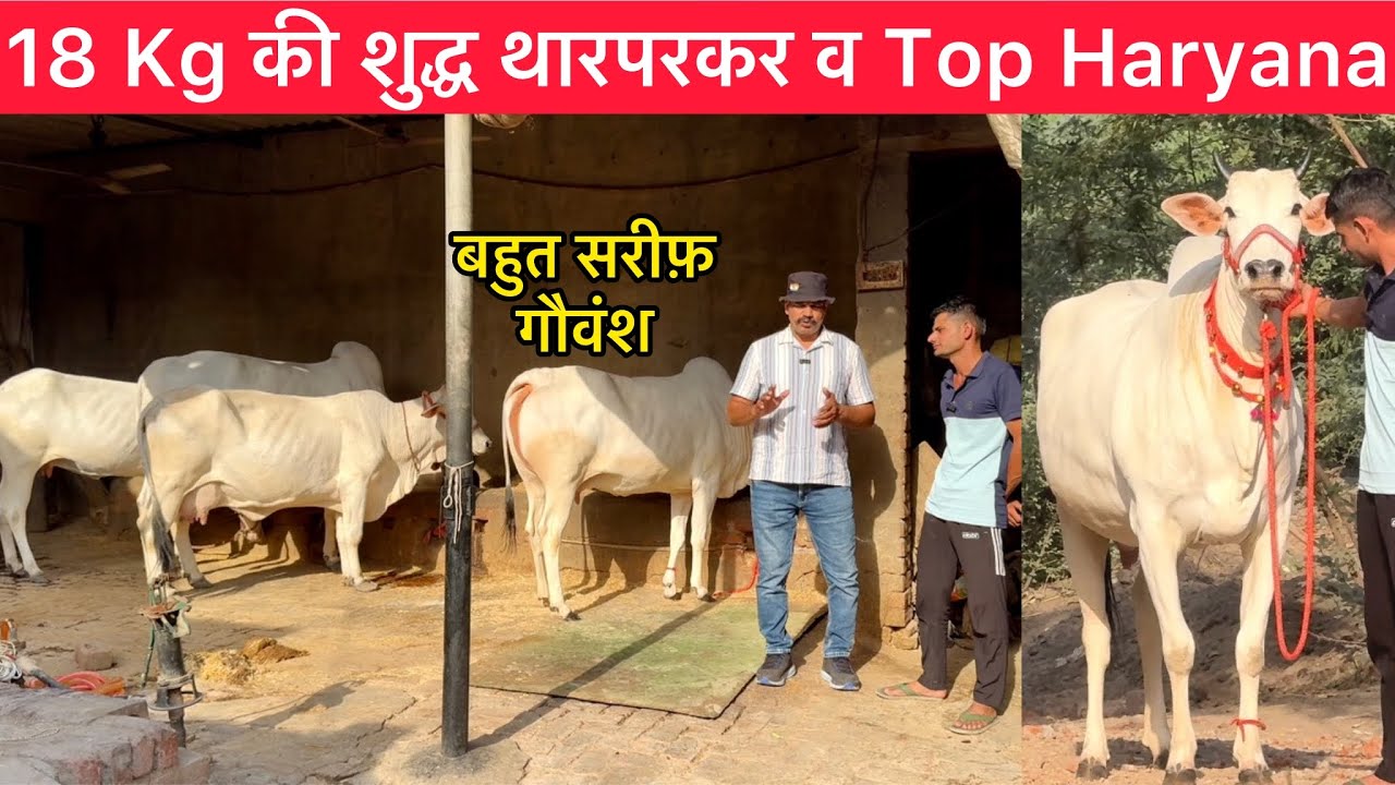 18 Kg की शुद्ध थारपरकर व Top Haryana देसी गाय || बहुत सरीफ़ गौवंश || Pardeep ( Khumba ) Hissar .