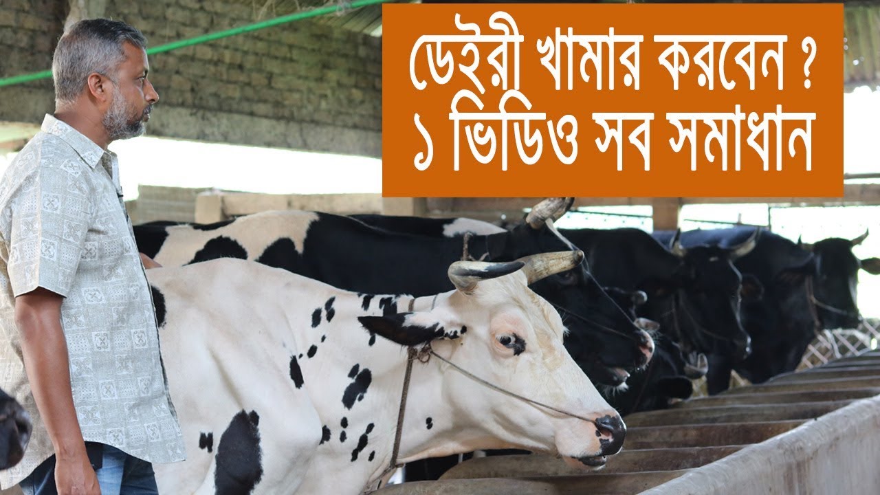 ডেইরী খামার করবেন ? ৩০/৪০ লিটার দুধের গাভী গরু দেখুন। সম্পূর্ণ ভিডিওটা দেখুন। সব আইডিয়া এক ভিডিওতে।