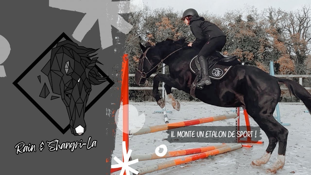 🖤 Nouveau cheval : MON ÉTALON ZANGERSHEIDE