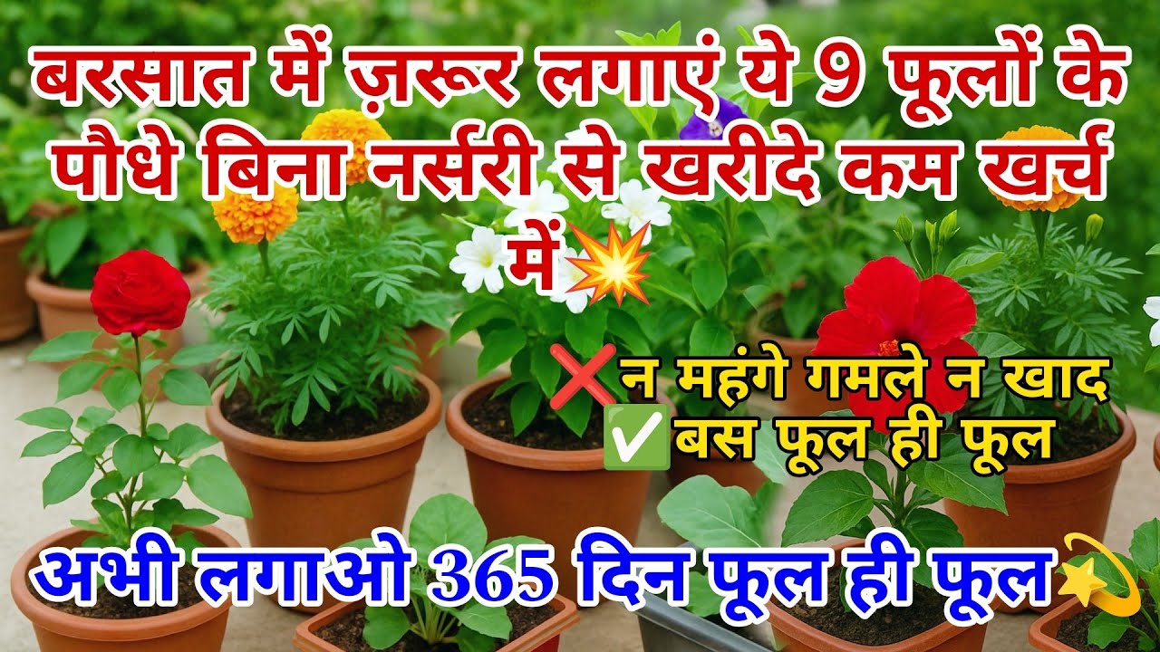 बरसात में ज़रूर लगाएं ये 9 खूबसूरत फूल✨बिना नर्सरी से पौधे खरीदे🔥Rainy Flowers for Terrace Garden