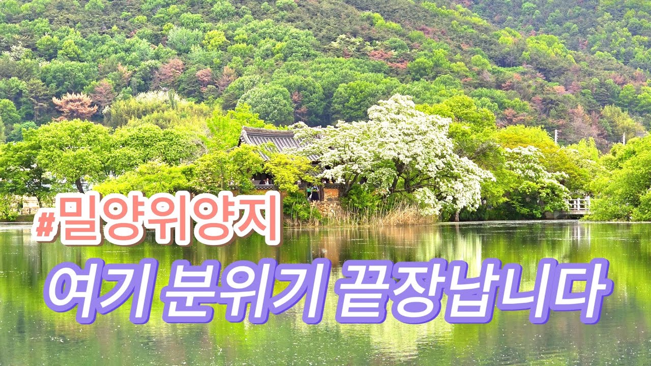 밀양 위양지 지금 가면 가장 좋습니다~!! #밀양위양지 #이팝나무 #밀양가볼만한곳 #밀양여행