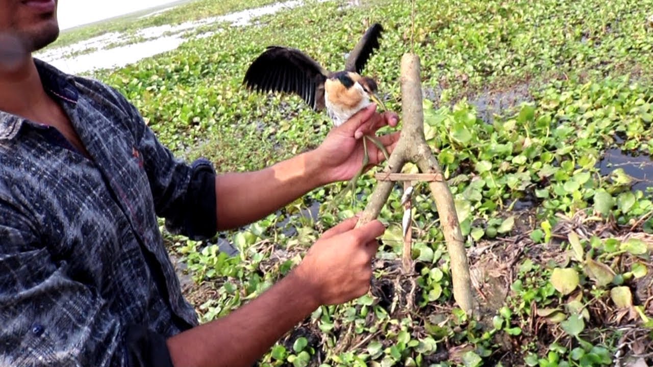 Bird Trap Technology-How To Catch Birds Using Awesome Quick Bird Traps//Make bird trap & catch bird.