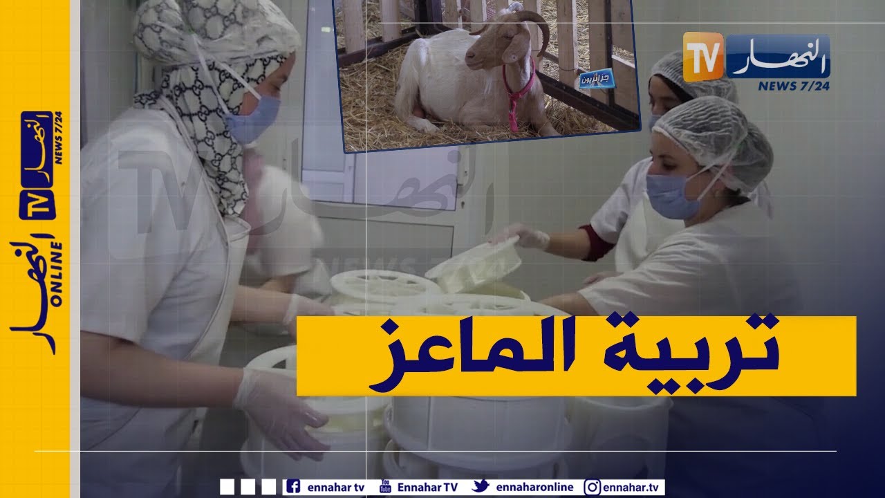 جزائريون: مولود شاب طموح إقتحم مجال تربية الماعز