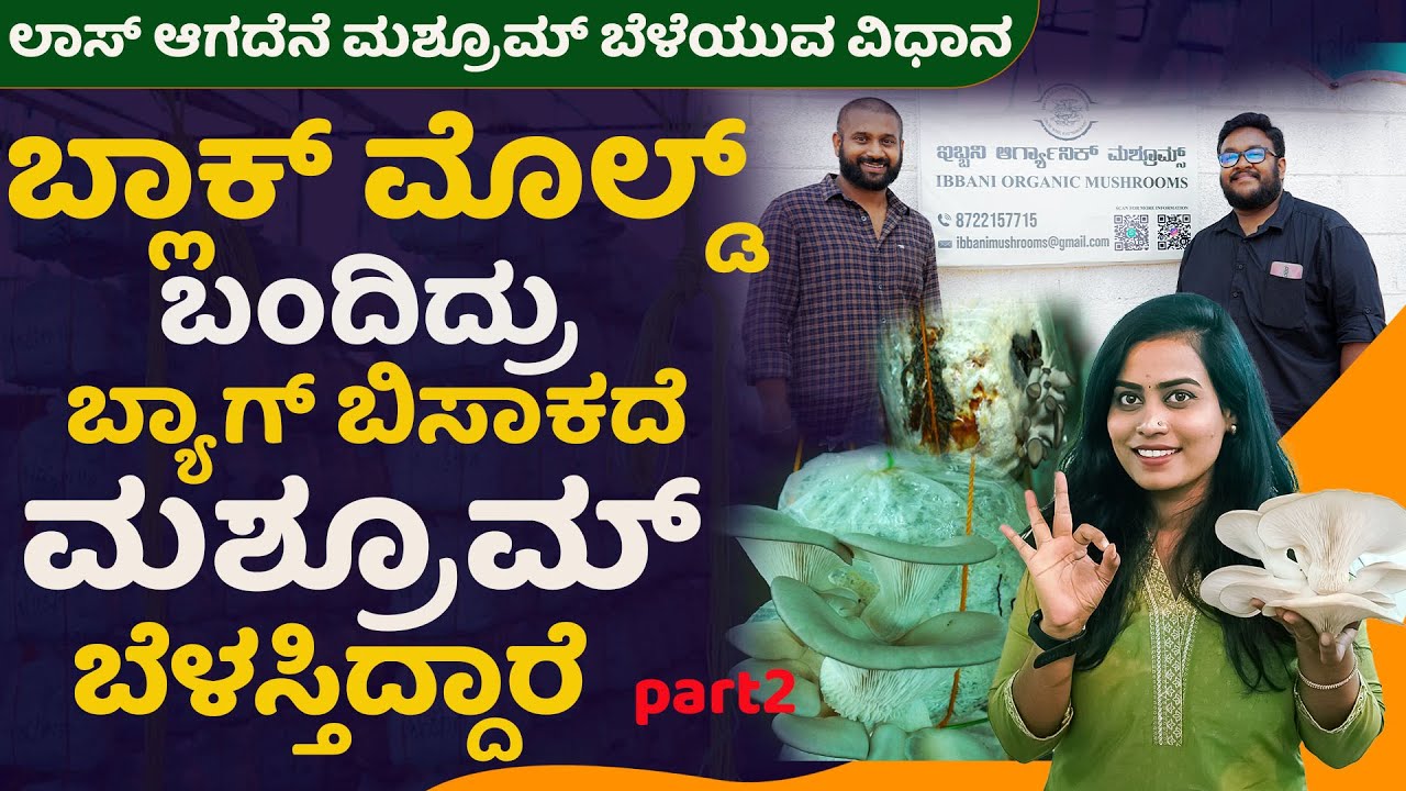 ಮಶ್ರೂಮ್ ಬ್ಯಾಗ್ ಹಾಳಾದ್ರೆ ಇಳುವರಿ ಸಿಗಲ್ಲ ಅಂತಾರೆ, ಇವ್ರು ಅದರಲ್ಲೂ ಇಳುವರಿ ಪಡಿತ್ತಿದ್ದಾರೆ#mushroomcultivation