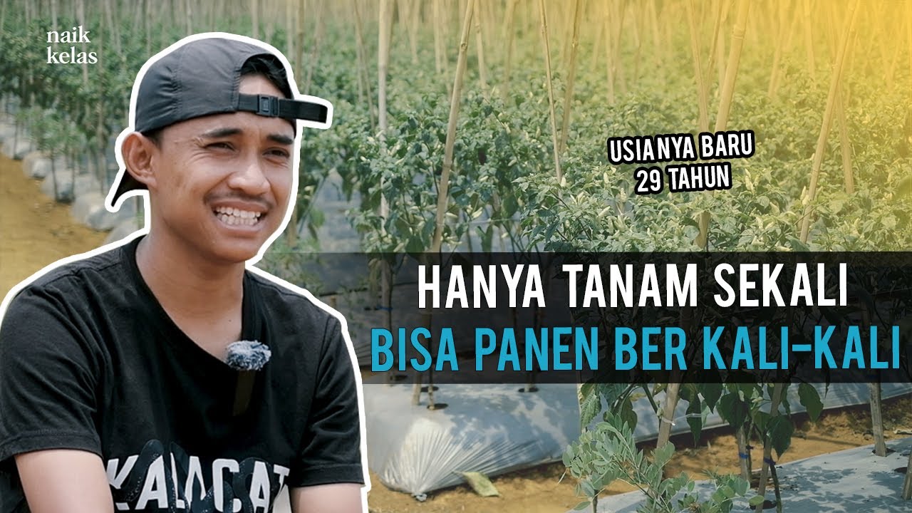 DARI PERTANIAN HASILKAN MILIARAN Hanya Dalam Satu Periode Panen