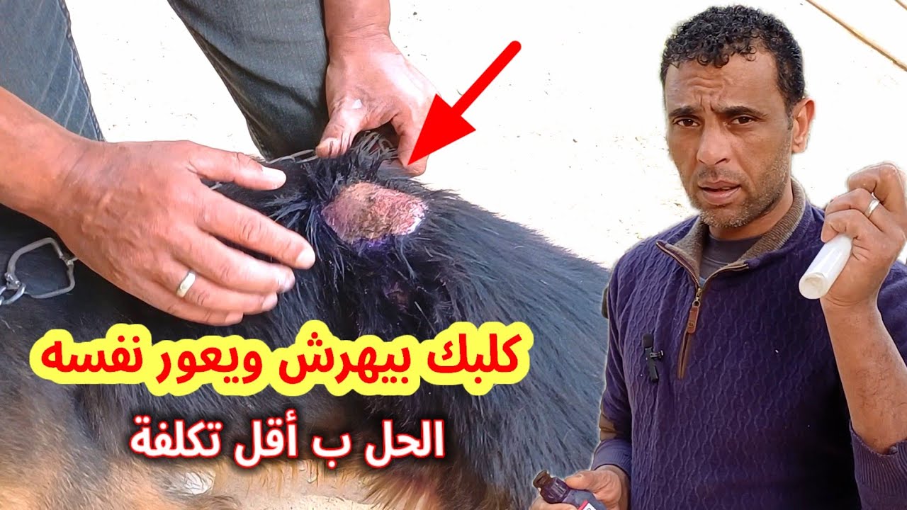 شعر #كلبك وقع || بيهرش وعور نفسه _ بيعاني من #الحساسية. جتلك بالخلاصه والحل النهائي !!
