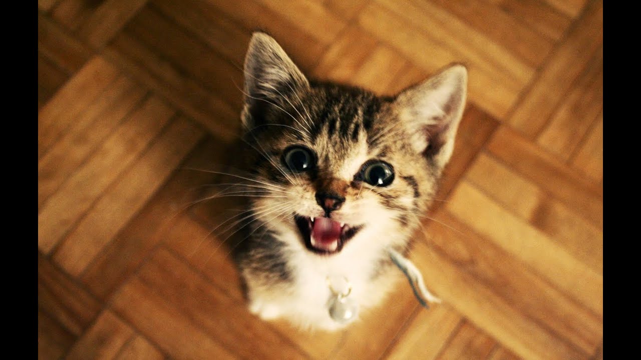 Chats Et Chatons Dr&ocirc;les Miauler. Compilation 2015 [Nouvelle HD]