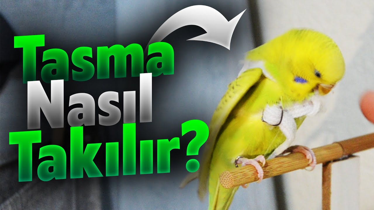Kuş Tasması Nasıl Takılır? - Harness Papağan Tasması Nasıl Takılır?