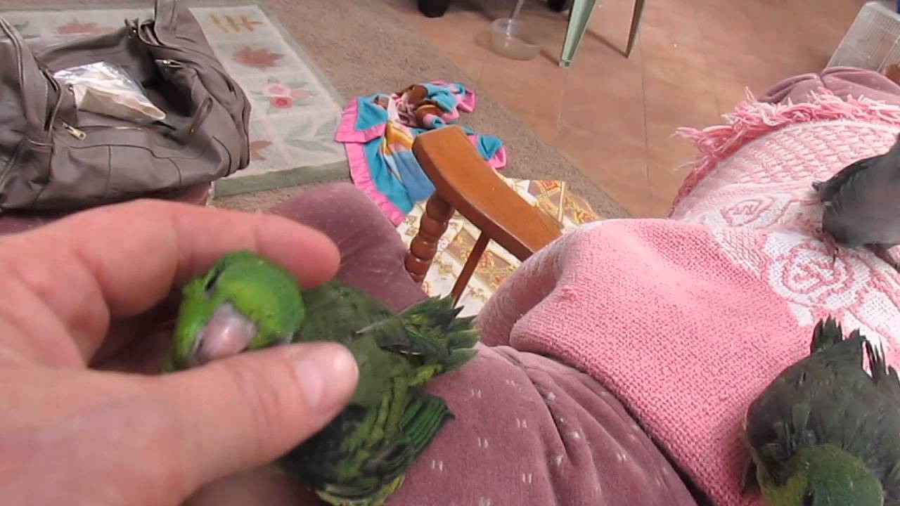 Linnies and Parrotlets!