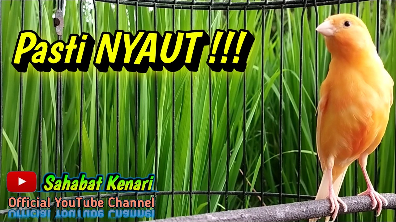 Pasti Nyaut !!! Kenari Gacor Memanggil Kenari Lain Untuk Pancingan Kenari Agar Bunyi.