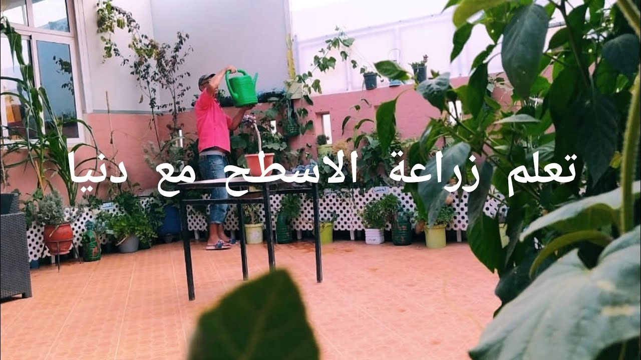 تعلم زراعة الاسطح مع دنيا.