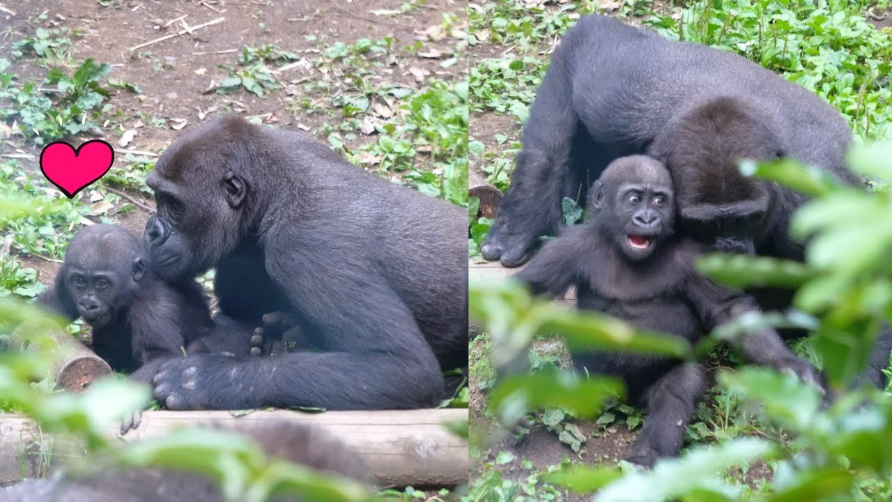 Gorilla Riki kisses his beloved baby sister Sumomo | Gorilla Haoko Troop