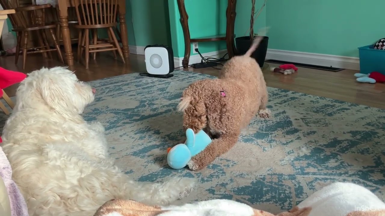 Oh my dogs.  #funny  #dogs