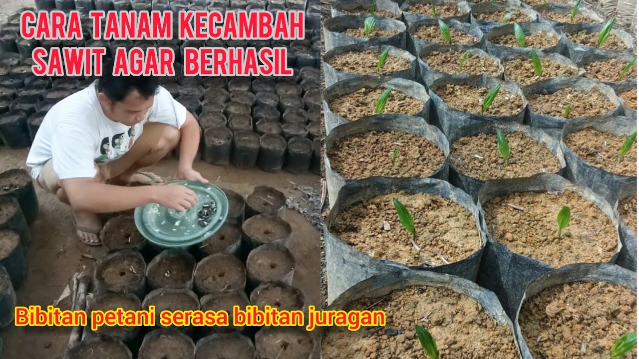 Cara Menanam Kecambah Sawit Unggul,, Agar Berhasil
