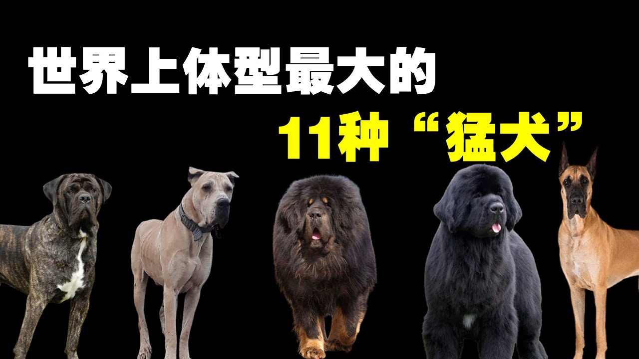 世界上體型最大的10種猛犬
