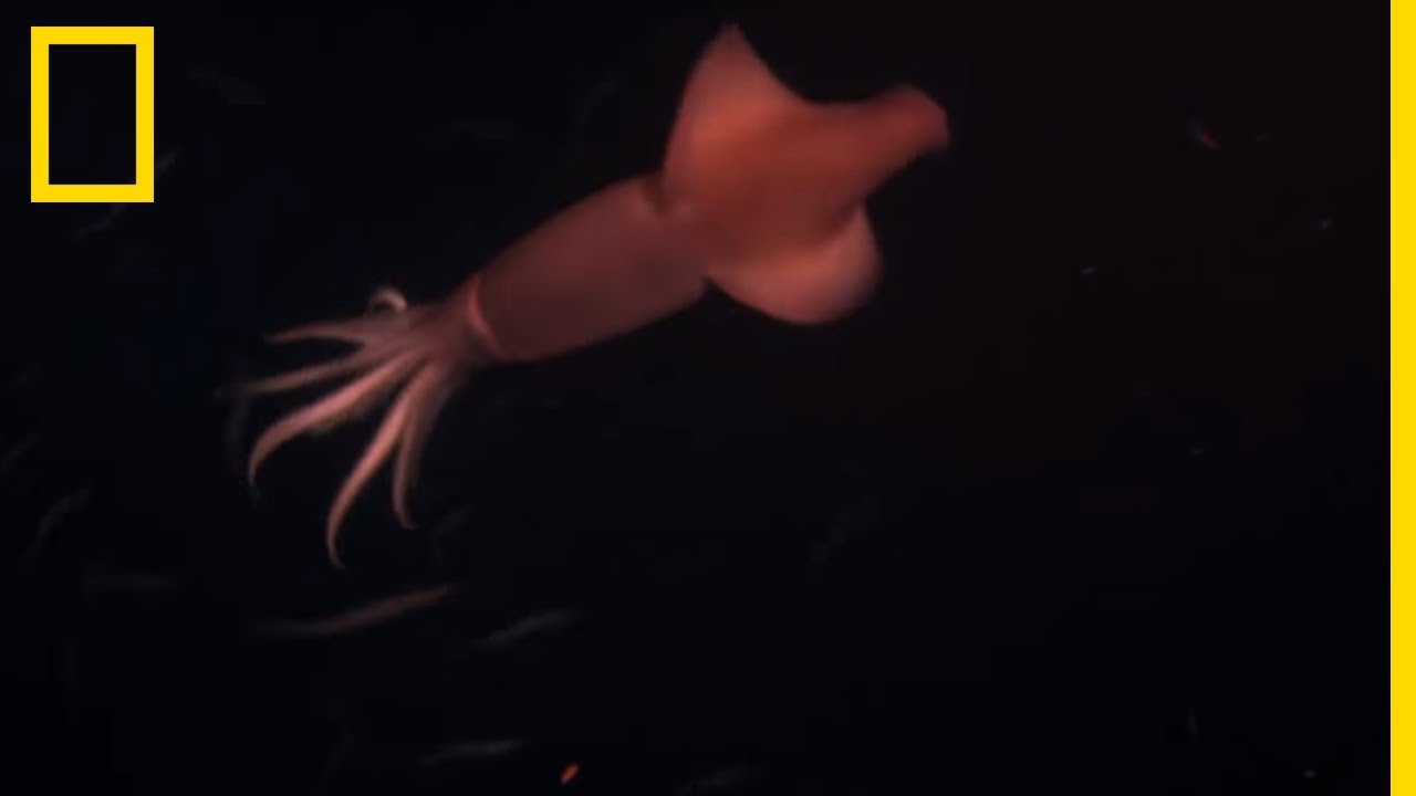 L'encornet géant, véritable monstre des mers