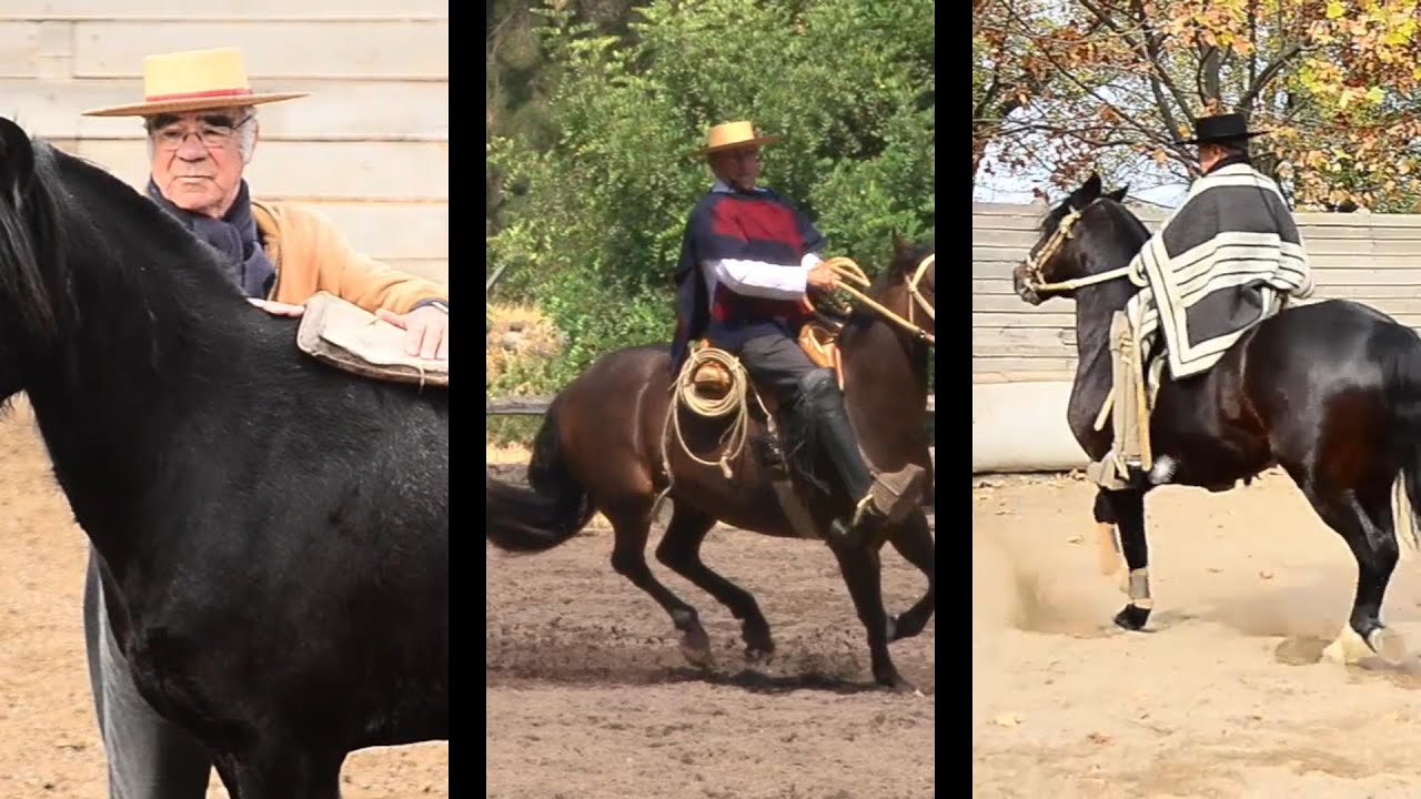 Sello de Raza Cap560 RR Ruperto Coteco Remigio