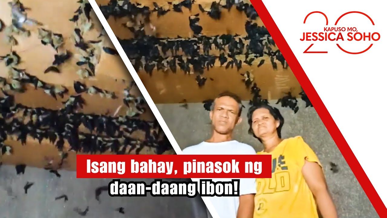 Isang bahay, pinasok ng daan-daang ibon! | Kapuso Mo, Jessica Soho