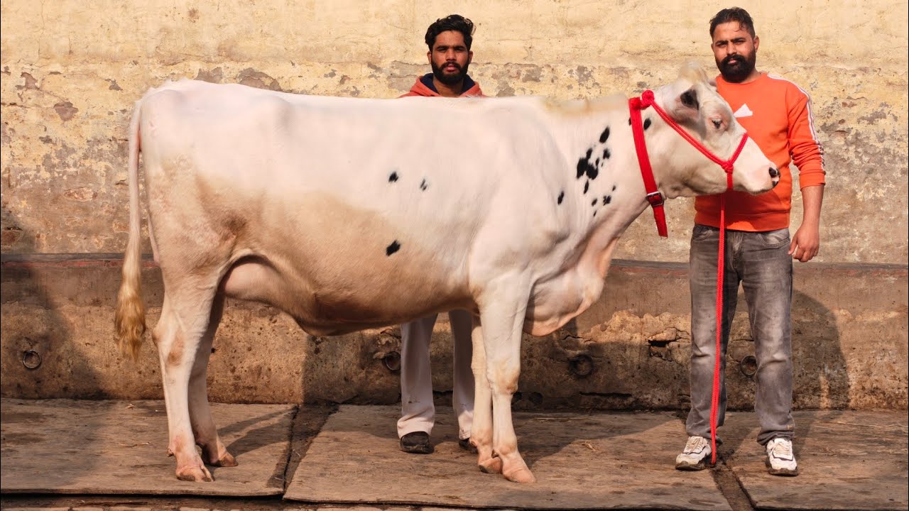 Top class Cows for sale, ਬਹੁਤ ਸੋਹਣੀਆਂ ਗਾਵਾਂ ਕਾਲੇ ਸੈਦੋਕੇ ਵਾਲੇ ਕੋਲ 