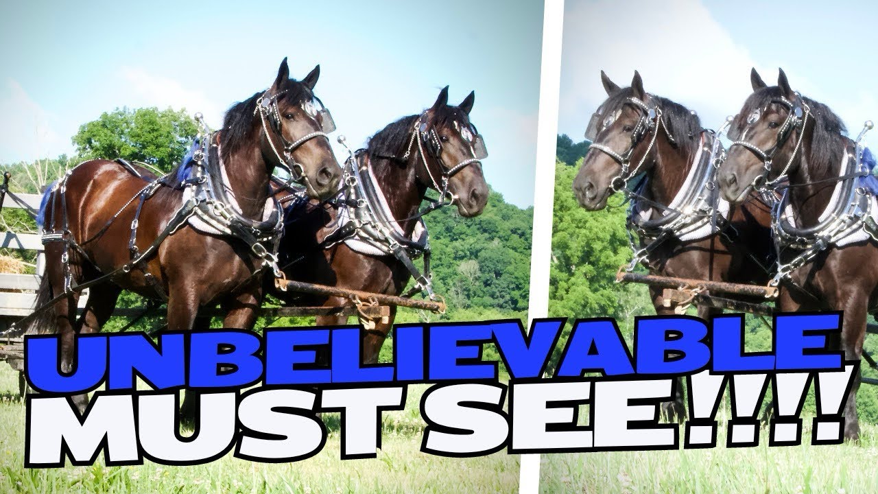 The Future of Draft Horse Teams: See what this 2 Year Old Team trained by us Can Do !!!