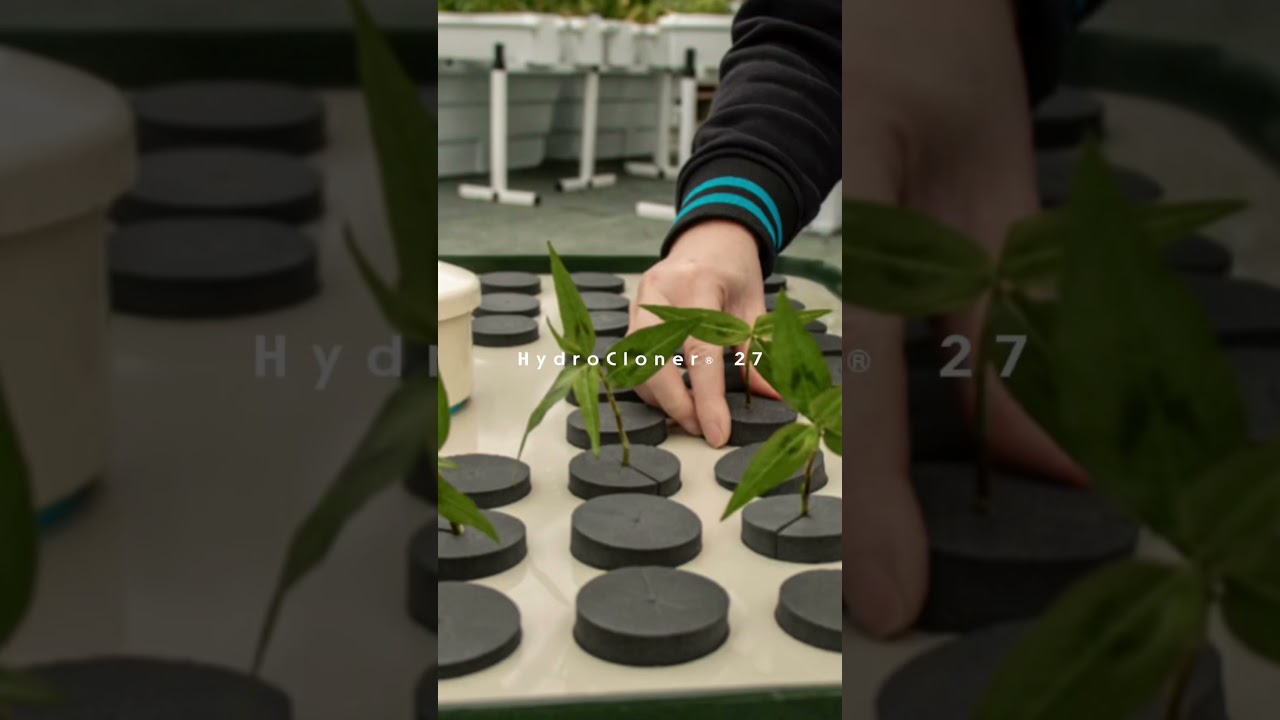 HydroCloner&reg; 27 #bouturage #terraaquatica