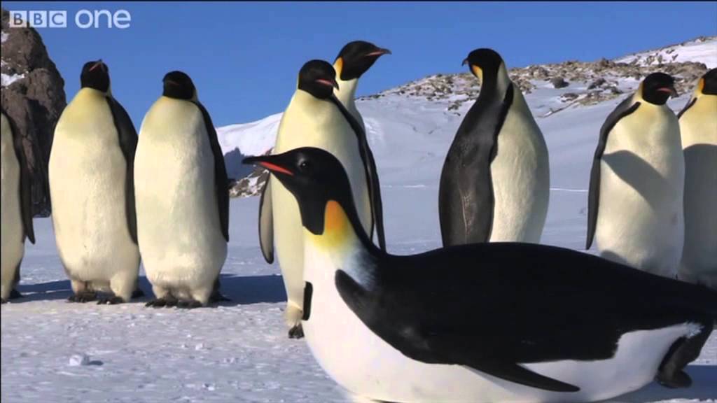 Emperor Penguins first encounter with PenguinCam - Penguins: Spy in the Huddle - BBC