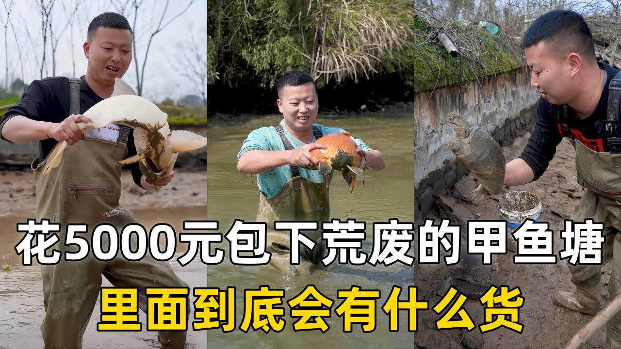 小飞哥花5000元包下荒废的甲鱼塘，里面到底会有什么货？｜花1500元包下荒废的甲鱼塘，没想到里面有这么多鱼？