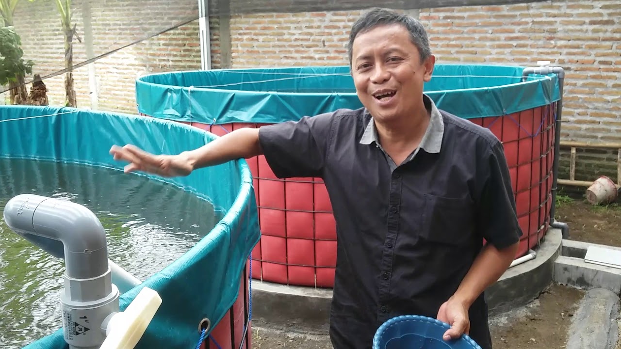 Budidaya Lele Biomaksi Ras (Ingin punya kolam spt ini? Hub. Saya di hp/wa 082337044038)