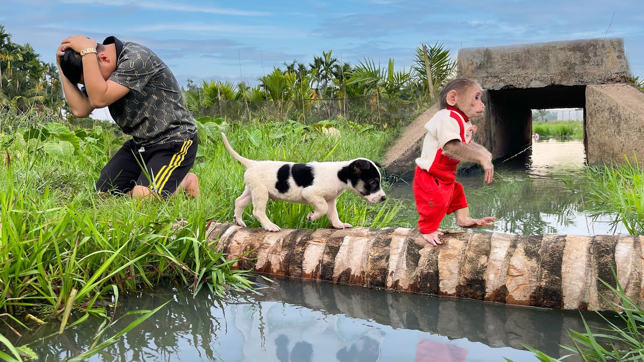 OMG! Dad Searches EVERYWHERE for Missing Monkey Cubis and Puppy Lucky 😭🐵
