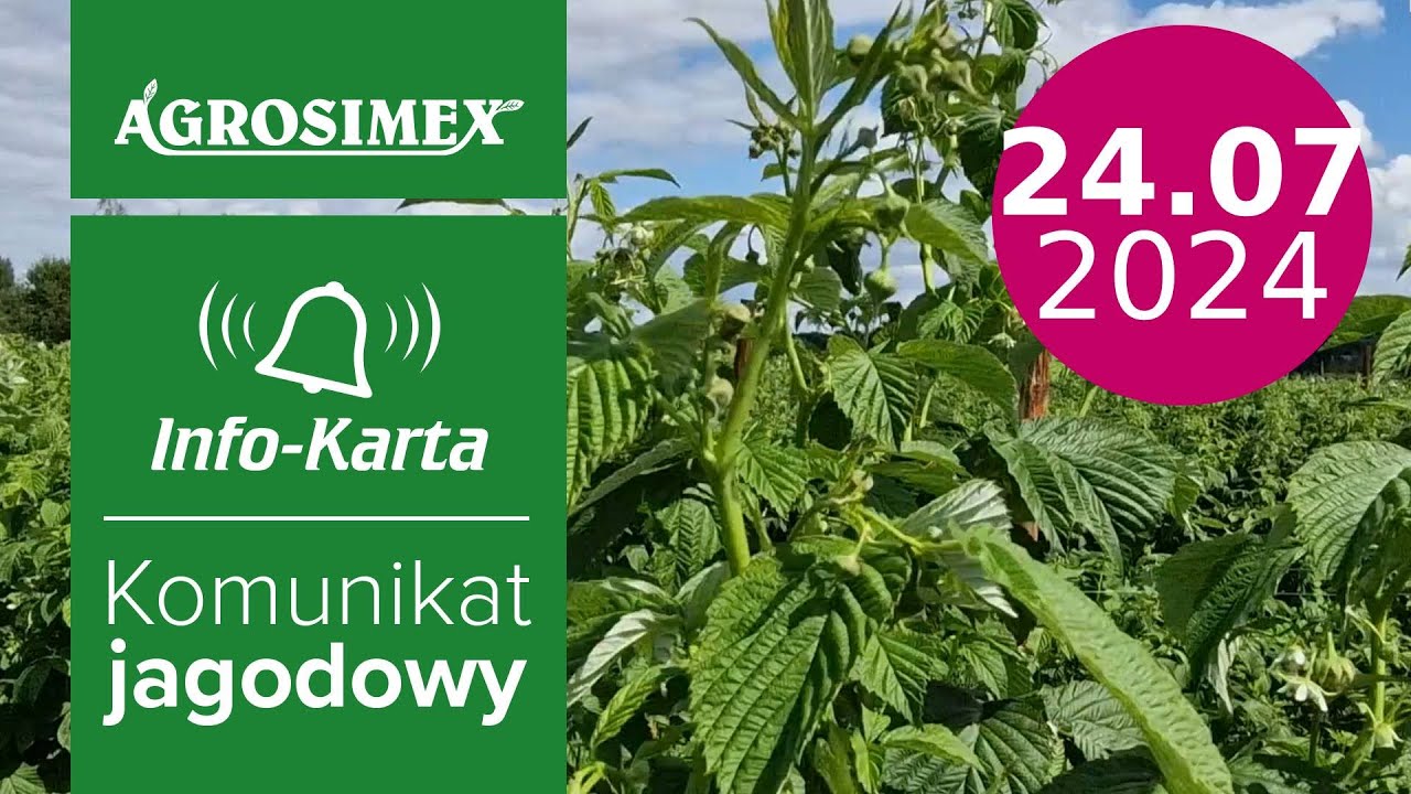 Bieżące zalecenia w uprawie malin jesiennych - komunikat jagodowy | Agrosimex