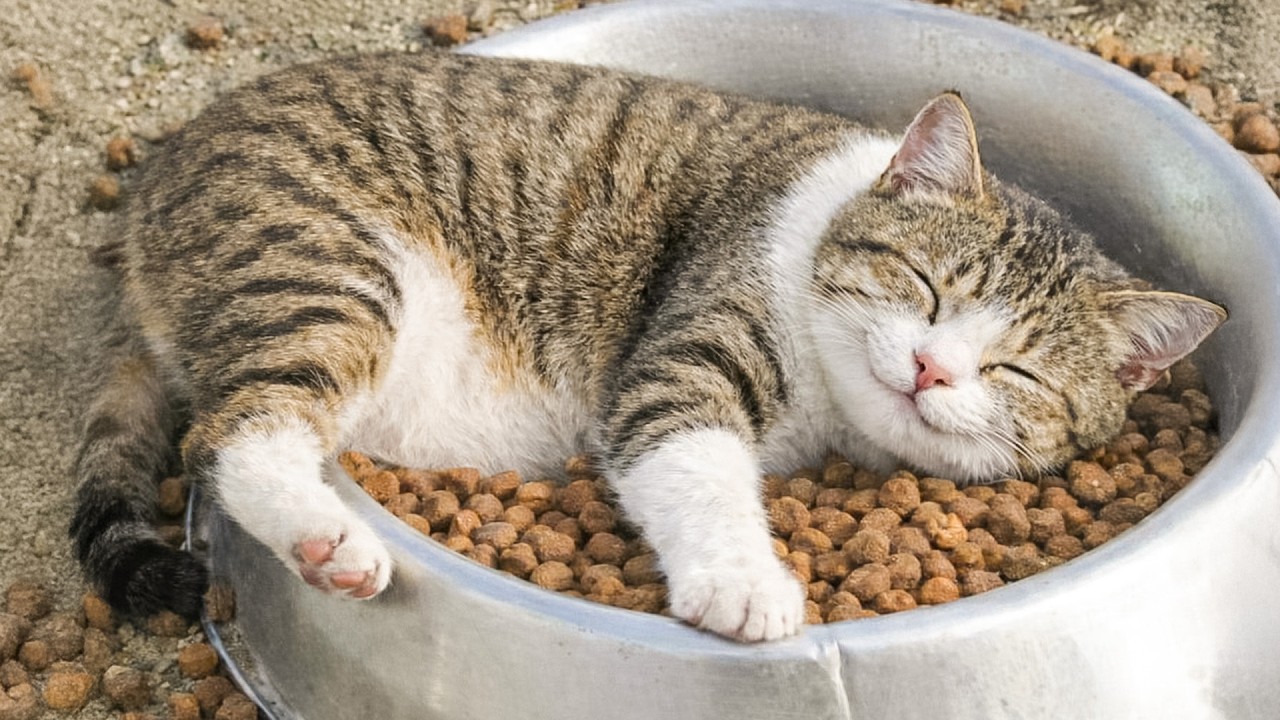 Try Not To Laugh 🤣 | When Your Cat’s Energy Hits 0% 😼