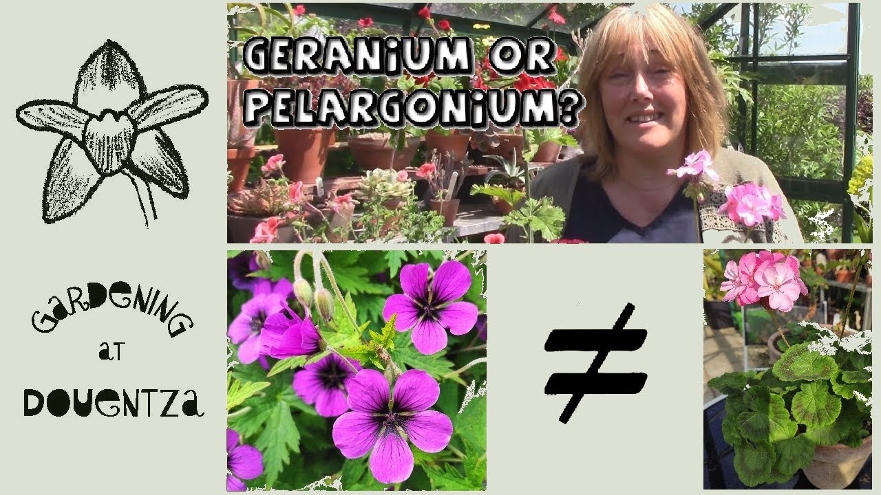 Pelargonia czy pelargonia || Czym się r&oacute;żnią? || Szybki i łatwy przewodnik