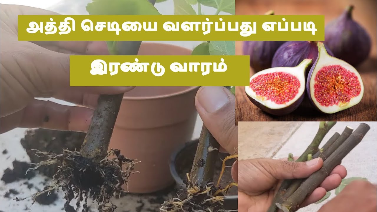 அத்தி செடியை வளர்ப்பது எப்படி //Engal Thottam