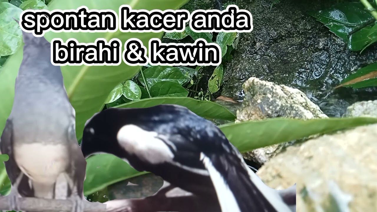suara Kacer kawin,untuk pancingan Kacer agar Kacer yang macet produk ,produk kembali.