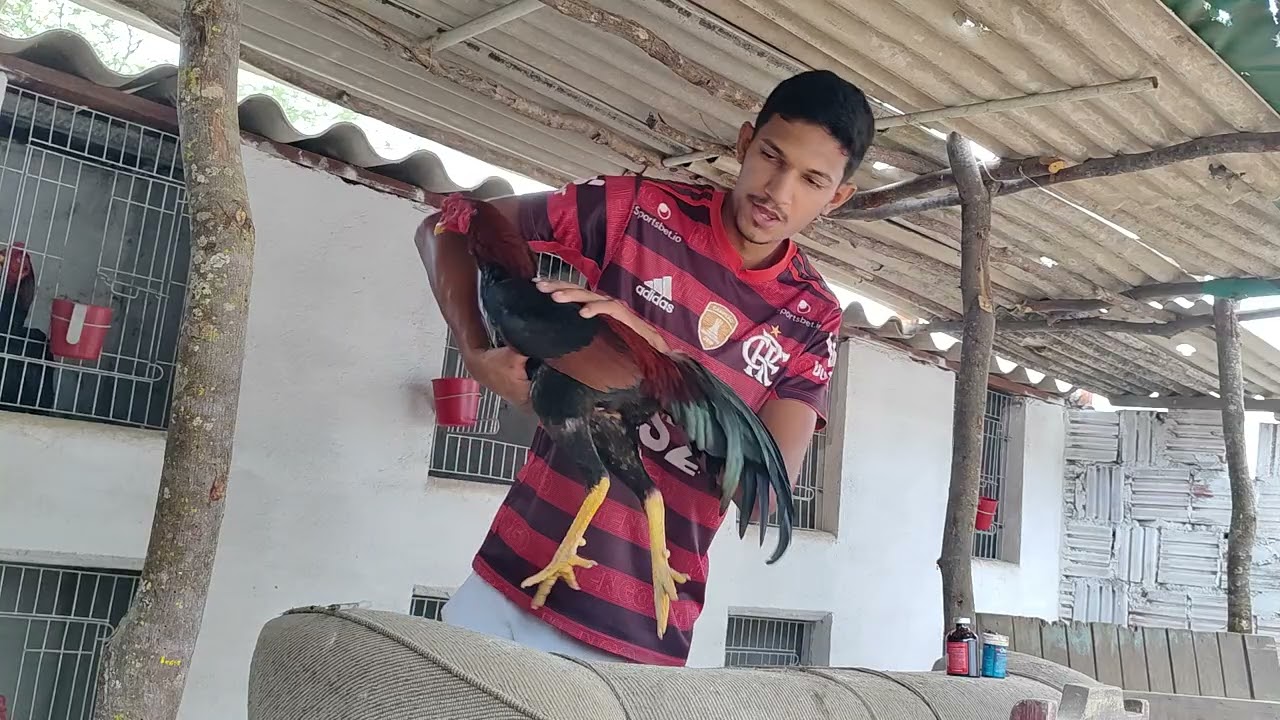 MEDICAMENTO PARA DEIXAR SEU FRANGO FORTE RAPIDAMENTE!
