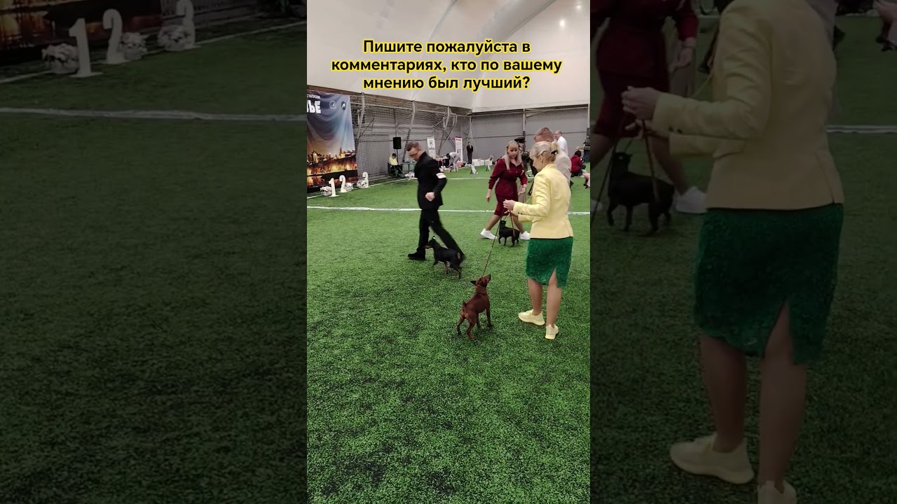 #цвергпинчер Г. Воронеж Судья Slobodan Nasteski.