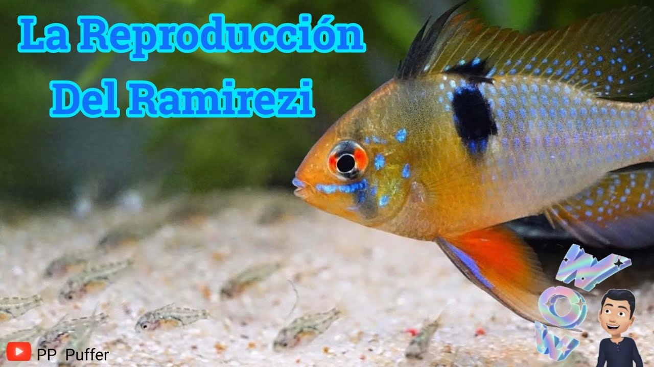 Como Reproducir Al Ramirezi
