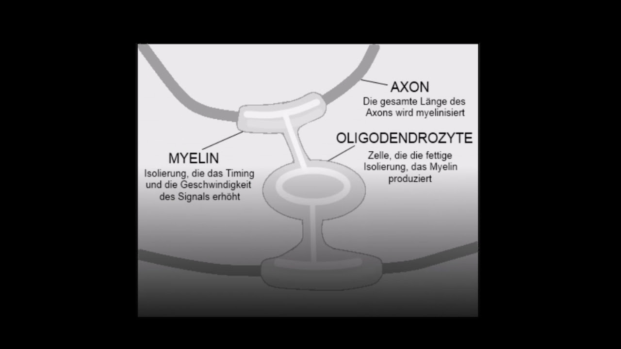 Wie lernt der Mensch 6 -  Biologie -  Myelin