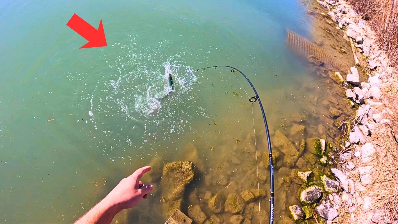 You Won't Believe the Size of these GIANT Trout! (Trophy Rainbows)
